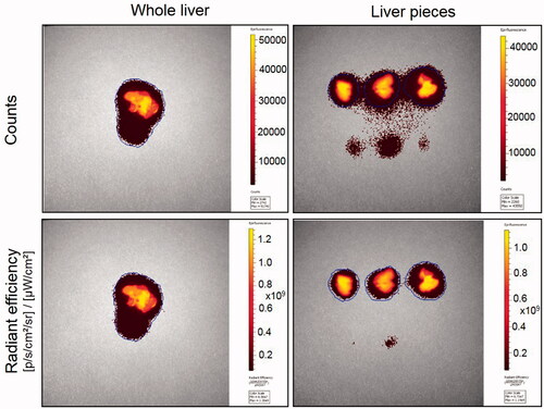 Figure 5. Radiant efficiency, a measure of tissue distribution of nanoparticles, in whole liver and dissected pieces. Whole liver tissue from control animal intravenously injected with 2 mg of non-functionalized DiR dye loaded nanoparticles and three uneven pieces of the same tissue were imaged in the fluorescence mode using Xenogen IVIS 2000 (PerkinElmer). Same area was imaged and counted for each tissue. ICG excitation and emission filters were set to a 0.5 s exposure time. Tissue areas were marked by the contour selection method and the total counts and radiant efficiency were measured. ICG: indocyanine green.