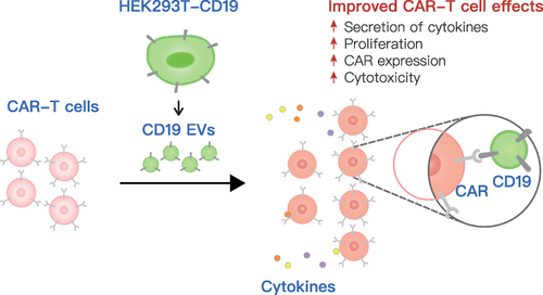 Figure 7 A schematic model of the effect of CD19 EVs on CAR-T cell function. EVs secreted by engineered HEK293T cells stably expressed CD19 (CD19 EVs) and were administered to CAR-T cells, causing a marked enhancement in CAR-T cell expansion and cytokine secretion, with elevated CAR expression, which was attributed to the higher cytotoxicity ex vivo and in vivo.
