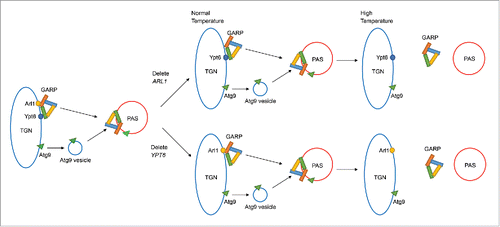 Figure 9. Model for Arl1 and Ypt6 in autophagy. Arl1 and Ypt6 regulate the targeting of the GARP complex to the PAS and the anterograde trafficking of Atg9. At the permissive temperature, Arl1 or Ypt6 alone is sufficient for the transport of GARP and Atg9 to the PAS. However, at the restrictive temperature, a single protein, Arl1 or Ypt6, is insufficient for targeting GARP to the PAS. Therefore under increased temperature, the anterograde trafficking of Atg9 to the PAS is impaired.