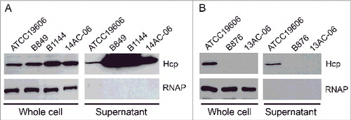 Figure 3. Detection of Hcp, with RNA polymerase (RNAP) as a lysis control. (A) Three isolates showing high hcp transcript levels; (B) 2 isolates showing low hcp transcript levels, (i.e., less than 0.01-fold that of ATCC 19606). Immunoblots show Hcp in whole cells and concentrated culture supernatants prepared from cultures of clinical isolates.