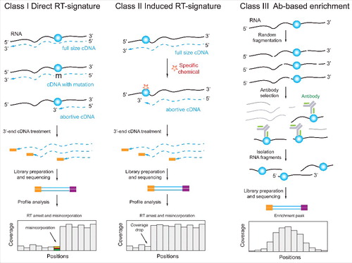 Figure 3. Three classes of NGS-based techniques for detection and mapping of RNA modifications. Class I methods are based on “natural” RT-signature generated by the modified nucleotide. Such signature may include RT-arrest (interpreted as a coverage drop) at the modification site or/and nucleotide misincorporation at the same position (left). Class II methods are similar to Class I, but the RNA modification is RT-silent and the visible signature is induced via appropriate chemical treatment (middle). Class III techniques are based on enrichment of RNA fragments containing the RNA modification with a specific Ab. In these cases, the position of modification is typically not determined at single nucleotide resolution, but rather as an enriched region (right).
