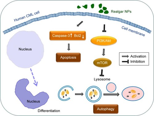 Figure 7 Schematic representation of a potential mechanism of realgar NP therapy on human CML cells.Abbreviations: CML, chronic myelogenous leukemia; NP, nanoparticle.