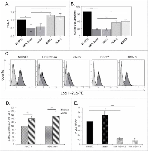 Figure 1. Induction of MHC class I expression upon BGN overexpression in BGNlow/neg HER-2/neu+ cells. A. mRNA expression levels of the MHC class I heavy chain in BGNlow/neg vs. BGNhigh HER-2/neu+ cells. Transcription of H-2Lq was analysed by qPCR as described in Materials and Methods. B. BGN-mediated regulation of MHC class I surface antigen expression MHC class I surface expression was assessed by flow cytometry as described in Materials and Methods. C. A representative histogram of MHC class I surface expression. D. Influence of recombinant BGN on MHC class I surface antigens. Cells were left untreated or treated with recombinant BGN (1 µg/mL) for 24 h before MHC class I expression was assessed by flow cytometry using an anti-H-2Lq mAb as described in Materials and Methods. E. Downregulation of MHC class I surface expression upon silencing of BGN. BGN expression was silenced in parental BGNhigh HER-2/neulow/neg NIH3T3 cells using shBGN and transfectants were analysed by qPCR for the expression of H-2Lq as described in Materials and Methods. The results were displayed as bar diagrams and represent the mean ± SE format of three independent experiments.