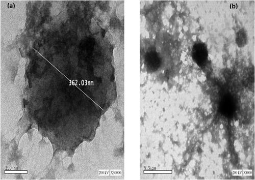 Figure 4. TEM photomicrographs of selected α-arbutin loaded CSNPs (C8) at 30000× (a), and 8000× (b).