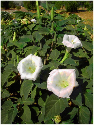 Figure 3. General habit of Datura wrightii. Photo taken in Morocco, Marrakesh–Tensift–Al Haouz, bare sandy area close to Issil river, June 2012, by F. Verloove.