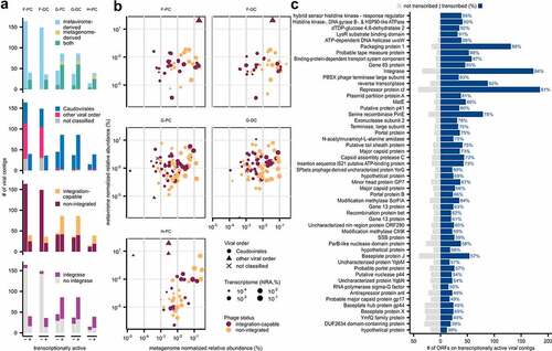 Figure 3. Transcriptionally active viromes of the colonic mucosal-luminal interface. (a) Bar plot showing all complete and high-quality VCs by metatranscriptome activity (minimum abundance of 0.0001%), further annotated by viral contig source, taxonomy, phage integration, and integrase presence. (b) Scatter plots highlighting transcriptionally active VCs by their NRA in the metagenome, metavirome, and metatranscriptome. (c) Bar plot showing annotated ORFs of transcriptionally active VCs present in ≥30 instances (i.e. counted for every VC and every sample). Transcribed ORFs (i.e. present in that sample’s transcriptome) are counted on the right side of the plot.