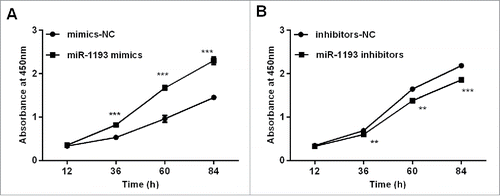 Figure 6. Effects of the gain and loss of hsa-miR-1193 on cell proliferation (A) Transfection with hsa-miR-1193 mimics promoted HT-29 cell proliferation compared with negative control mimics at different time points. (B) Transfection with hsa-miR-1193 inhibitors impeded HT-29 cell proliferation compared with the corresponding control at different time points. **P < 0.01, ***P < 0.001. Data were expressed as the means of 3 OD measurements and the bars represented the SD of the mean. The viable cell number was evaluated as the absorbance value at 450 nm.