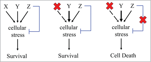 Figure 1. Multiple oncogenes and proto-oncogenes induce similar forms of cellular stress (e.g., DNA damage). On the left: to ensure cell survival despite this stress, the oncogenes and proto-oncogenes activate cellular processes (e.g., DNA repair) to compensate for the stress (blue line). In the middle: inhibiting the onco-protein result in hyperactivation of a compensatory proto-oncogene. On the right: tumor ablation by simultaneous inhibition of the onco-protein and the stress-compensatory process.