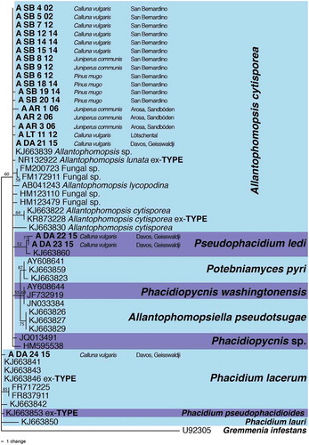 Figure 3. The most parsimonious tree showing the phylogenetic relationships among snow mold strains collected for this study (bold) and related species as inferred from ITS1-5.8s-ITS2 (489 character states including gaps) sequences. The scale bar shows the number of changes, and bootstrap support values of greater than 50 percent from 100 replicates are shown at the nodes. Taxon names are preceeded by GenBank accession numbers. The species boundaries are delimited with colored blocks. The tree was rooted to Gremmenia (Phacidium) infestans (GenBank accession U92305).