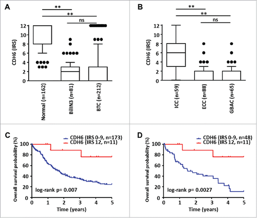 Figure 4. Statistical analyses of CDH6 expression in BTC and correlation with patient survival. (A) CDH6 immunoreactivity is already significantly reduced in pre-invasive BillN 3 lesions and decreases even more in invasive BTC compared to normal biliary epithelium. (B) Subgroup analysis shows a significant stronger decrease of CDH6 expression for ECC and GBAC compared to ICC (Unpaired non-parametric Mann-Whitney-U test: ** P < 0.005; ns: not significant; Kruskal-Wallis test P < 0.001). (C) Kaplan-Meier curves show that BTC patients with very high CDH6 expression levels (IRS = 12, n = 11 ICCs; see also Table 2 and Fig. 6D) show significantly prolonged overall survival (red Kaplan-Meier curve) compared to patients with lower CDH6 IRS (blue Kaplan-Meier curve). (D) This also holds true in ICC subtype-specific survival analysis.