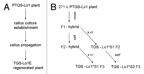 Figure 2. Schematic outline of P35S epialleles generation. (A) Epialleles generated spontaneously in callus culture. (B) Epialleles induced by siRNAs in 271 Locus 1 hybrids. S1, S2 represent plants of first or second generation after silencer locus segregation respectively. ?x NT,? cross to a non-transgenic tobacco.