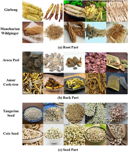 Figure 3. Examples of different medicinal parts of Chinese medicinal materials. (a) Root Part, (b) Bark part and (c) Seed Part.