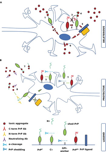 Figure 1. Schematic representation of the major features involved in the complex interplay between PrPC and toxic pathological aggregates