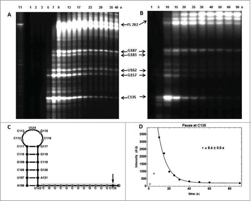 Figure 8. RNA polymerase pause sites observed during ECthiC template transcription. (A) Transcription kinetics without nusA (see SD-15AB). Transcription times are indicated on top of the gel. Pause sites positions are indicated on the right (FL: full length transcript). The leftmost lane is an RNAse-T1 ladder. Significant pausing is visible at upstream positions of C135. Transcription was performed at 30°C. (B) Transcription kinetics with NusA (0.3 µM). Pausing at C135 is now prominent as compared to A. Transcription experiment was performed at 37°C. (C) Sequence upstream of the pausing site at C135. The footprint of the polymerase is indicated by the gray rectangle. The hairpin structure forms a class I pause site according to.Citation39 (D) Kinetic analysis of pausing at C135. The exponential time τ = 8.4 s corresponds to the average pausing time. The points corresponding to 1 and 5 s (in gray) were not used in the fit.