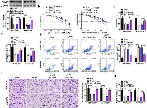 Figure 6. YY1-induced COL3A1 upregulation modulates DDP sensitivity and NSCLC cell phenotypes.