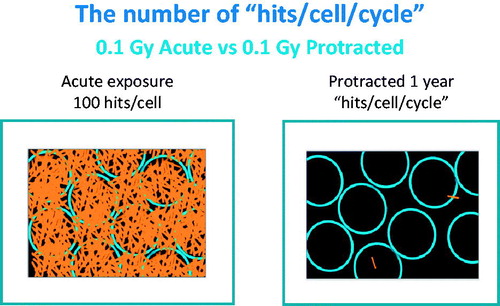 Figure 2. In this Figure the circles represent cells and the lines show energy deposition events within the cells. For an acute exposure of 0.1 Gy given acutely each cell has many energy deposition events. Protracting the dose over a year results in very few events in any one cell and little chance for the damage from one ionization to interact with that from a second.