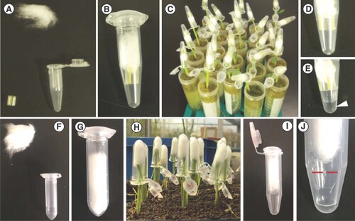 Figure 1. Xylem sap collection of small- and medium-volume samples using cotton and tubes. (A–D) Xylem sap collection of small-volume samples. (A) Items required for small sample collection: plastic straws, absorbent cotton and 1.5-ml tubes. (B) Tube assembly for xylem sap collection. (C) Assembled tubes are placed on cut shoots and the xylem sap is absorbed by the cotton. (D) After xylem sap absorption in cotton, tubes are centrifuged (15,000×g for 2 min). (E) The absorbed xylem sap is separated from the cotton and collected in the bottom of the tubes (arrowhead). (F–J) Xylem sap collection of medium-volume samples. (F) Items required for medium sample collection: absorbent cotton and 2-ml tubes. (G) Assembly for xylem sap collection. (H) Assembled tubes are placed on cut shoots and the xylem sap is absorbed by the cotton. (I) After xylem sap absorption, a hole is made at the bottom of the tube using a pin and the tube is placed in a 5-ml tube. (J) The absorbed xylem sap is separated from the cotton and collected in the bottom of the 5-ml tube via centrifugation (15,000×g for 3 min). The red dashed line represents the maximum volume that can be collected using this medium sample collection method (1 ml).