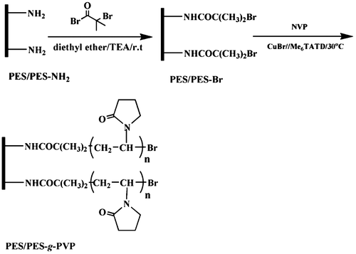 Figure 9. Scheme representation of the preparation of initiator-functionalized PES/PES-Br membrane and PVP-grafted membranes [Citation27].