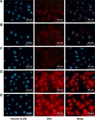 Figure 9 Representative fluorescence microscopy of HepG2 with (A) DOX, (B) DOX@MSN-NH2, (C) DOX@MSN-COOH, (D) DOX@MSN-NH2(HA/CS/HA), and (E) DOX@MSN-NH2(HA/CS/HA/CS-FA) after administration for 2 h.Abbreviations: CS, chitosan; DOX, doxorubicin; FA, folic acid; FA-CS, FA-modified CS; HA, hyaluronic acid; MSN, mesoporous silica nanoparticle.