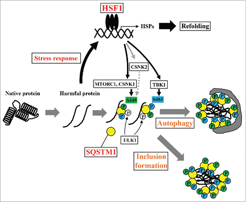 Figure 8. Schematic model of the proteostasis network via the HSF1-SQSTM1 axis. HSF1 is activated by the accumulation of harmful proteins, resulting in the induction of cytoprotective genes including HSPs. Moreover, phosphorylation of SQSTM1 by MTORC1, CSNK1, and TBK1 is also induced via activation of HSF1. Phosphorylated SQSTM1 accelerates inclusion formation and autophagic clearance of harmful proteins.