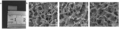 Figure 2. Morphology of the composite artificial bone. A. Image of the nanopearl powder/C-HA/rhBMP-2 artificial bone as viewed with the naked eye. B. SEM image of a cross-section of the nanopearl powder/C-HA/rhBMP-2 composite artificial bone at 100X magnification.