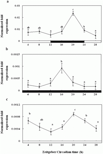 Figure 8.  Diurnal variations in the levels of Exo-RH mRNA in the cultured melatonin-treated in vitro, as measured by quantitative real-time PCR. The pineal gland was maintained under a 12:12 light:dark (LD) cycle (a), constant dark (DD) (b) and constant light (LL) (c). Each mean value and error bar indicates the pineal gland from 10 fish. Total pineal gland RNA (2.5 g) was reverse transcribed and amplified. The results are expressed as the normalised expression levels with respect to the levels of β-actin and GAPDH in the same sample. The white bar represents the photophase and the black bar, the scotophase. Different letters indicate that values are statistically different in Zeitgeber time (ZT) and Circadian time (CT) (p < 0.05). All values represent means±SD (n=5).