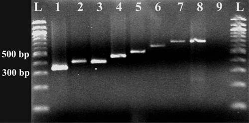 Figure 3. Gel picture of PCR products amplified with different primer combinations, but with the same amount of template.Expected sizes of products from lanes 1 to 9 were 324, 373, 438, 457, 490, 567, 662, 670, and 779 bp, respectively. A 100-bp DNA ladder (L) was used.