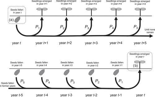Figure 1. Conceptual diagram of the analyses. Seeds that fall in year t (a) may persist for several years before they die or until they emerge as seedlings. Seedlings in year t (b) represent the emergence of seeds dispersed in preceding years.