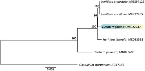 Figure 3. The phylogenetic tree shows the taxonomic relationships of H. fomes and four plastomes in the Heritiera genus, using Gossypium sturtianum as an outgroup. The numbers on the internal nodes were bootstrap values from 1,000 replicates. H. fomes (OM022247) is the target chloroplast sequence of this study, highlighted with color. The following sequences were used: Gossypium sturtianum JF317356 (Unpublished), H. angustata MG897126 (Zhao et al. Citation2018), Heritiera fomes OM022247 (this study), H. javanica MN823696 (Zhang et al. Citation2020), H. littoralis MK033518 (Unpublished), and H. parvifolia MF997465 (Xin et al. Citation2018).