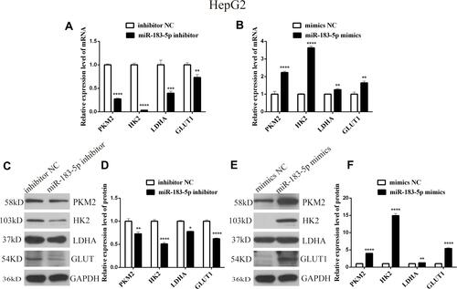 Figure 4 mRNA and protein expression levels of genes related to aerobic glycolysis in HepG2 cells transfected with miR-183-5p inhibitor and mimics.