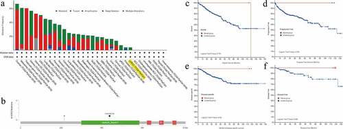 Figure 7. Mutation feature of NOP2 in ccRCC from TCGA cohort using the cBioPortal tool; (a) The alteration frequency with mutation type of NOP2 in different tumor samples from TCGA cohorts; (b) Mutation sites of NOP2 in ccRCC from TCGA cohort; (c) K-M survival analysis of OS with or without NOP2 alteration; (d) K-M survival analysis of progression-free survival with or without NOP2 alteration; (e) K-M survival analysis of disease-specific survival with or without NOP2 alteration; (f) K-M survival analysis of disease-free survival with or without NOP2 alteration