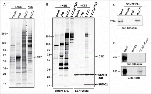 Figure 3. SUMOylation of TopoIIα-CTD promotes protein interactions. (A) Both mock-SUMOylated (CTD) and SUMOylated CTD (S-CTD) were bound to S-agarose beads and incubated with either XEE (+XEE) or buffer (−XEE). Empty S-agarose beads were used as a negative control (indicated as beads). Proteins that bound to the beads were visualized with silver staining. The asterisks indicate bands observed only in the S-CTD-bound beads when incubated with XEE. (B) The pulled-down beads were incubated with the SENP2 catalytic domain (SENP2-CD, indicated with an arrow), and soluble fractions were visualized with silver staining. Digested SUMO2 moiety from the S-CTD is indicated with an arrow. The eluted binding protein of approximately 250 kDa (an asterisk) was identified as Claspin by LC-MS/MS analysis. (C) The SENP2 elution fractions in panel B) were analyzed by immunoblotting with anti-Claspin antibody. The input represents 10% of the XEE used for the pull-down assays. (D) The pulled-down fractions with SUMO chain (GFP-SUMO2x4) were analyzed by immunoblotting using anti-Claspin and anti-PICH antibodies.