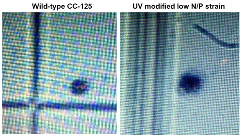 Figure 3 Microscopic image (100×) comparing wild-type and UV-modified strains.
