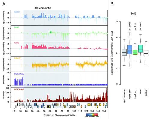 Figure 5. Man1 is enriched at sub-telomeres and binds to Swi6-targets. (A) Target distribution along sub-telomeres. Genome browser views showing the distributions of Man1, Ima1, Swi6Citation32 and H2A.ZCitation28 as log2-enrichment, as well as H3K9me2 and H3K4me2Citation51 enrichment over the sub-telomere of chromosome 2. Genes are colored by their expression statusCitation25 when available, otherwise shown in white. LTR elements are depicted as black boxes. (B) Overview boxplot for Swi6.Citation32 The boxplot shows score distributions over target loci, depending on how they are annotated by the Hidden Markow Model. P-values are calculated by permutation test. Number of loci plotted per box and genome portion covered: genome wide, 29,697 loci (12.30 Mb); Man1 only, 6,429 loci (3.49 Mb); Ima1 only, 645 loci (0.24 Mb); both, 826 loci (0.41 Mb); neither, 21,797 loci (8.16 Mb).