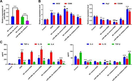 Figure 4 Effects of overexpression and inhibition of miR-449c-5p on activation and inflammatory response of microglia. (A) The overexpression and inhibition of miR-449c-5p cell models were constructed; (B) qRT-PCR was used to detect the expression of M1 markers iNOS and CD86 and M2 markers Arg1 and CD206 in microglia treated with OGD; (C) ELISA was used to detect the levels of pro-inflammatory factors (IL-1 β, IL-6, TNF- α) and anti-inflammatory factors (IL-4, IL-10, TGF- β). **P< 0.01 and ***P< 0.001 versus the control group; #P< 0.05, ##P< 0.01 and ###P< 0.001 versus the NC mimics + OGD group; ^^P< 0.01 and ^^^P< 0.001 versus the NC inhibitors +OGD group.