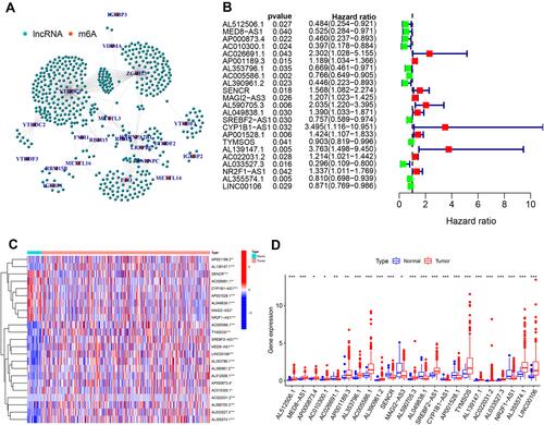 Figure 2 Identification of m6A-related lncRNAs. (A) The co-expression network view shows the lncRNAs highly related to m6A (R>0.4, P<0.001). (B) Forest map showing 23 lncRNAs identified by the univariate cox regression method. Heatmap (C) and boxplot (D) showing the differential expression of 23 lncRNAs in gastric cancer and adjacent normal tissues. *P<0.05, **P<0.01, and ***P<0.001.