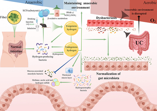Figure 2 Hydrogen maintains the balance of the gut microbiota and plays a homeostatic regulatory role in ulcerative colitis. The hydrogen produced endogenously and exogenously supplemented hydrogen are mutually influential and improve hydrogen nutrition, which benefits growth of the normal gut microbiota by improving intestinal oxidative stress. It promotes the production of short-chain fatty acids in the intestines, which further maintains a normal anaerobic environment in the gut. By Figdraw.