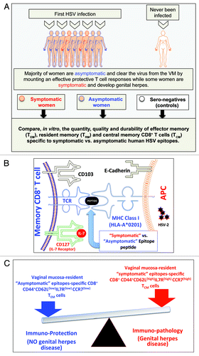 Figure 2. A proposed model of phenotypic and functional characteristics of HSV-specific CD8+ T cells in HSV-seropositive symptomatic vs. asymptomatic individuals: (A) Majority of women are asymptomatic and clear the virus from the VM by mounting a protective T cell responses while some women are symptomatic and develop genital herpes. Significant differences in the quantity, the quality and the durability of effector memory (TEM), tissue-resident memory (TRM) and central memory(TCM) CD8+ T cells specific to symptomatic vs. asymptomatic human HSV-2 epitopes are detected in symptomatic and asymptomatic women. (B) Potential interactions between an APC, presenting an asymptomatic vs. symptomatic epitope, (right) and a memory CD8+ T cell (left) occur in HSV-2 infected vaginal mucosa, and appear to be mediated by TCR/MHC, CD103/E-Cadherin, and CD127-IL7 pathways. (C) The balance between the asymptomatic vs. symptomatic epitopes will determine herpes protection vs. immunopathology.