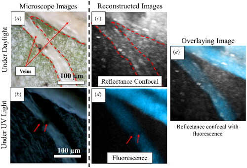 Figure 10. Microscope image of a mung bean leaf under (a) daylight and (b) UV light. Reconstructed images of the respective leaf using (c) reflectance confocal imaging and (d) fluorescence imaging. (e) Overlay image from reflectance confocal image and fluorescence.