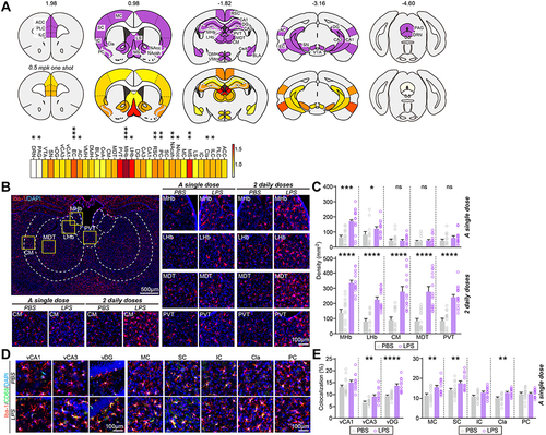 Figure 1 Mild, LPS-induced inflammation produces a spatially patterned microglial activation throughout the adult mouse brain. (A) Heat maps of fold changes in microglia number in each anatomical region induced by single i.p. LPS injection. Top: Purple represents brain regions examined; bottom: color scale indicates fold changes in microglia number ranging from 0 to 1.64; fold change in MHb is not included (2.61) (*p < 0.05, **p < 0.01, ***p < 0.001). (B) Representative images of MHb, LHb, CM, MDT or PVT brain regions and immunostaining for the microglial marker Iba-1 in mice injected with saline or i.p.-administered a single or 2 daily doses of LPS. (C) Quantification of the density of Iba-1+ cells. Data are means ± SEMs (n = 14~15 sections from 5 mice; *p < 0.05, ***p < 0.001, ****p < 0.0001; Mann–Whitney U-test). (D) Representative images of vCA1, vCA3, vDG, MC, SC, IC, Cla or PC brain regions and immunostaining for the microglial marker Iba-1 and CD68 in mice injected with saline or i.p.-administered a single dose of LPS. Scale bar: 25 µm (applies to all images) (E) Quantification of the colocalization percentage of Iba-1+/CD68+ cells. Data are means ± SEMs (n = 14~15 sections from 5 mice; **p < 0.01, ****p < 0.0001; Mann–Whitney U-test).