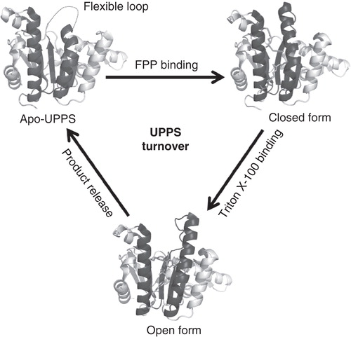 Figure 4. Conformational changes of UPPS during its reaction. Apo-UPPS has a flexible loop without visible electron density in crystal structure, and the binding of FPP and product-like Triton X-100 shift UPPS to closed form and open form, respectively.