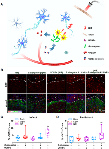 Figure 6 NPT decreased inflammation and promoted angiogenesis poststroke. (A) Schematic Depiction of the Therapeutic Approach Utilising Nano-Photosynthesis. (B) Representative fluorescence images of vessels in the infarct and peri-infarct 8 weeks after the mice received different treatments. The infarct zones were outlined by white dashed lines. (C-D) Quantification of percentages of CD31 positive area in the infarct and peri-infarct, respectively. **p<0.01. Scale bar = 50 μm. Reproduced with permission from Wang J, Su Q, Lv Q, et al. Oxygen-generating cyanobacteria powered by upconversion-nanoparticles-converted near-infrared light for ischemic stroke treatment. Nano Lett. 2021;21(11):4654–4665. Copyright 2022, American Chemical Society.Citation41