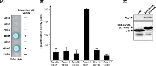 Fig. 2. Interaction of KLC1 or KIFs with Dnm1L.Notes: (A) The C-terminal region of each protein was tested for interaction with full-length Dnm1L in yeast two-hybrid system. KLC1, but not KIFs, specifically interacted with Dnm1L. +, interaction with Dnm1L; −, no interaction with Dnm1L. (B) The strength of interactions of KLC1 or KIFs with Dnm1L was examined quantitatively using β-galactosidase activity in yeast two-hybrid reporter assay. (C) Direct binding of Dnm1L to KLC1 in GST pull-down assay using purified GST-fused Dnm1L and His-tagged KLC1.