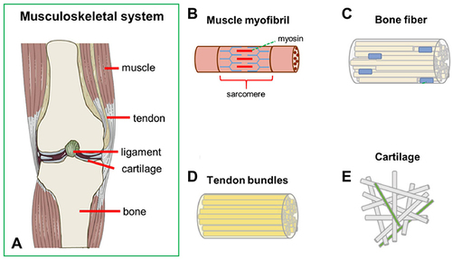 Figure 1 (A) The schematic illustration shows the components of the musculoskeletal system. (B) Muscle myofibril is composed of endomysium, perimysium, and epimysium. Cell types: Myocytes. (C) Bone fiber is composed of trabecular and cortical bone. Cell types: Osteoclast; osteoblast; osteocyte (D) Tendon bundles are composed of endotenon, epitenon, and peritendon. Cell types: Tenocytes (E) Cartilage is composed of the superficial, middle, and deep zone. Cell types: Chondrocytes. Reproduced with permission from: Casanellas I, et al. Producing 3D Biomimetic Nanomaterials for Musculoskeletal System Regeneration. Front Bioeng Biotechnol. 2018;6:128. doi: 10.3389/fbioe.2018.00128.Citation126 Copyright 2018. Casanellas, García-Lizarribar, Lagunas and Samitier.