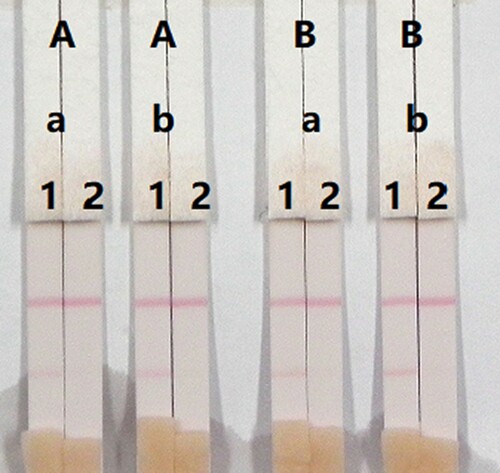 Figure 9. Optimization of the immunochromatographic strip in pig urine. Concentration of coating antigen (A) 0.5 mg/mL and (B) 1 mg/mL. The dosage of the mAb that add in GNP: (a) 8 µg/L and (b) 10 µg/L. The standard concentration: (1) 0 ng/mL and (2) 5 ng/mL.