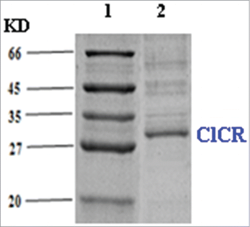 Figure 2. SDS–PAGE analysis of recombinant protein of ClCR. Line 1: Marker. Line 2: supernatant (soluble proteins) after sonication of E. coli CCZU-T15.
