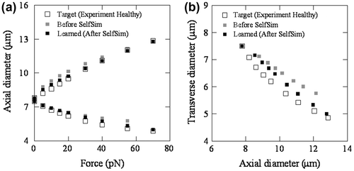 Figure 14. Global responses with extracted material model before and after SelfSim using experimental measurements of healthy RBC: (a) force–displacement, and (b) transverse-axial displacement.
