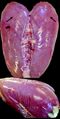 Figure 1. Rank 1 Pectoralis major breast muscle defined by the presence of white striping (WS) only. WS severity was not measured, although it is worth noting that breast muscles with more apparent WS severity (increased thickness and P. major coverage) exhibited same degree of haemorrhaging or ischaemia and were therefore ranked accordingly.