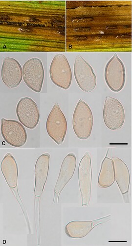 Figure 27. Uromyces bolboschoeni on Bolboschoenus fluviatilis: A, B, Uredinia and telia. C, Urediniospores. D, Teliospores. Scale bars = 20 μm.
