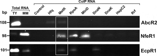 Figure 3. In vivo confirmation of specific sRNA-protein complexes. Agarose gel showing RT-PCR products for detection of sRNAs (right) in CoIP-RNA eluates of the indicated FLAG-tagged proteins or FLAG negative control (top). cDNA synthesized from total RNA isolated from stationary cells grew in TY or MM was used as positive control of sRNA expression. Length (bp) of the PCR products is indicated to the left